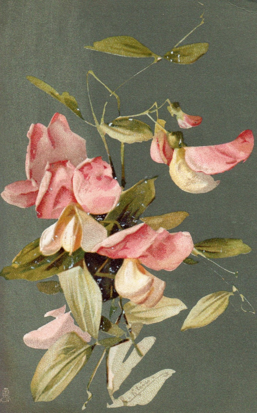 Artist Signed Catherine Klein Flowers Art Series #1619 Raphael Tuck postcard