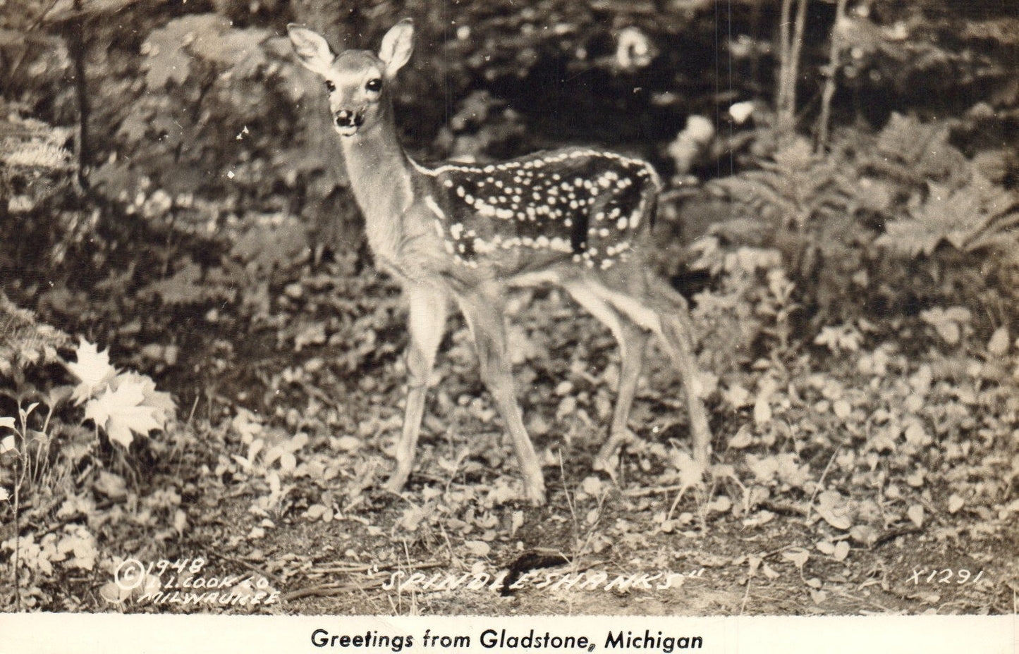 Greeting From Gladstone "Spindle Shanks" MI Michigan Mich Postcard