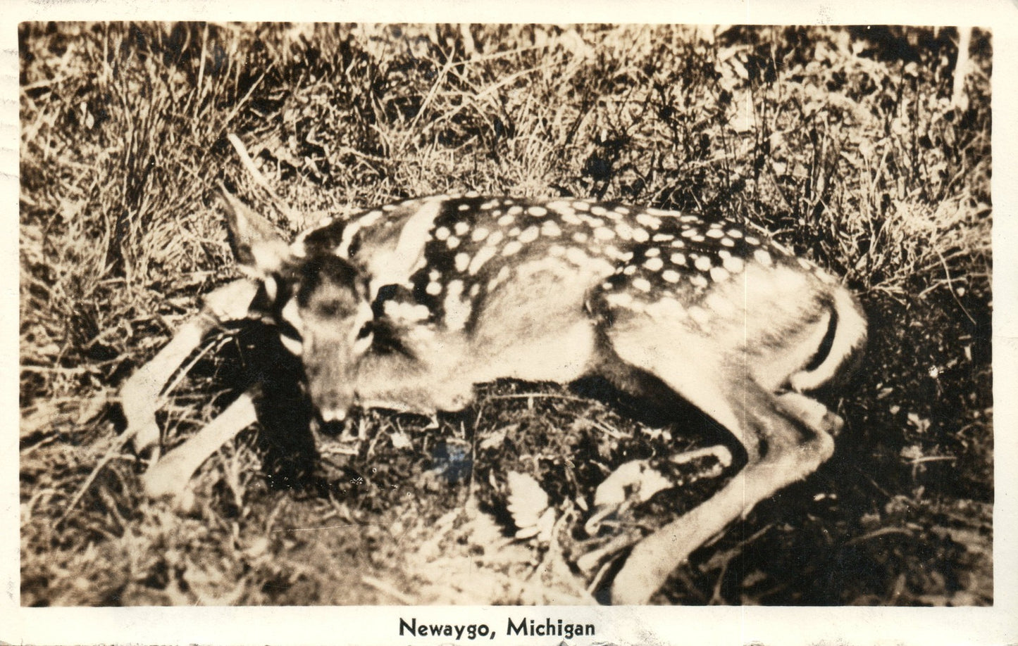 Real Photo RPPC Fawn with spots Newaygo MI Mich Michigan Animal Deer Postcard