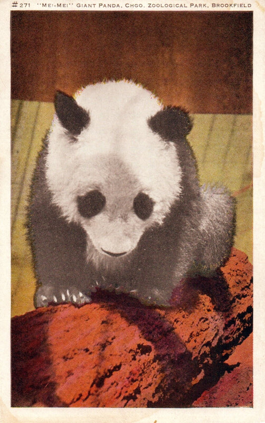 Mei-Mei Giant Panda at Chicago Zoological Park Panda Bear Animal Postcard