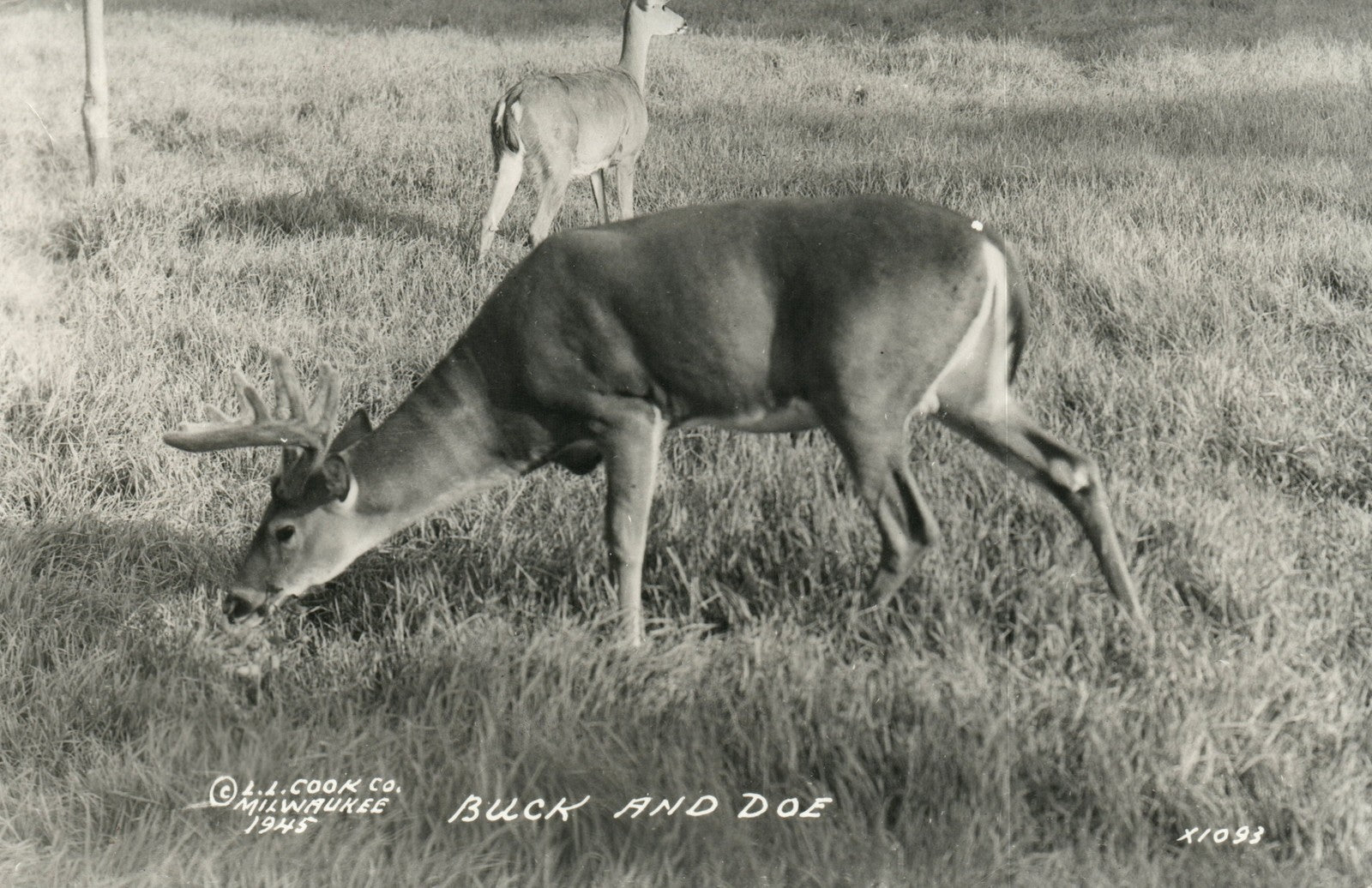 RPPC Real Photo Buck  Doe Deer LL Cook 1945 Gladstone MI Mich Michigan Postcard