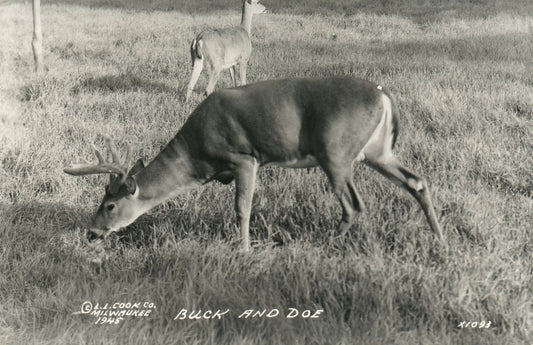 RPPC Real Photo Buck  Doe Deer LL Cook 1945 Gladstone MI Mich Michigan Postcard