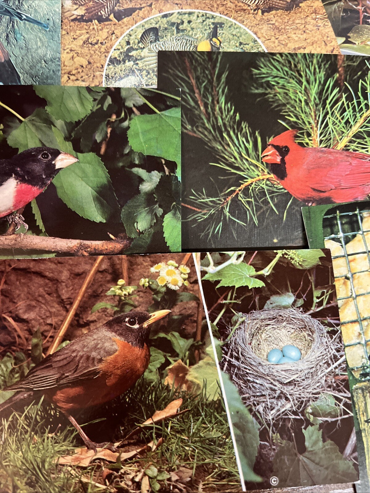 Lot Of 9 Vintage Bird Postcards.