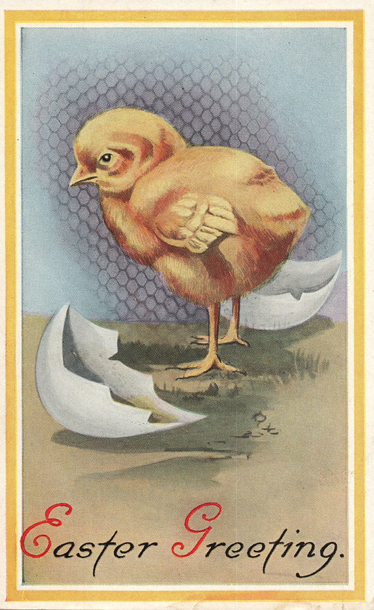 Simple Nice Larged Hatched Chick Easter Chick Postcard