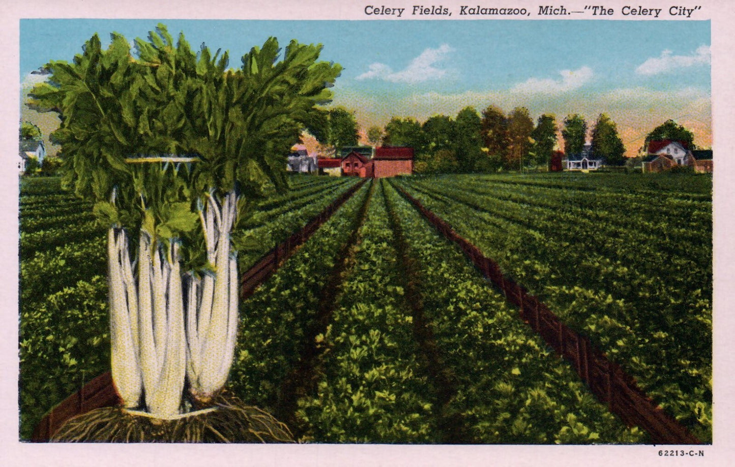 Celery Fields "The Celery City" in Kalamazoo MI Michigan Postcard