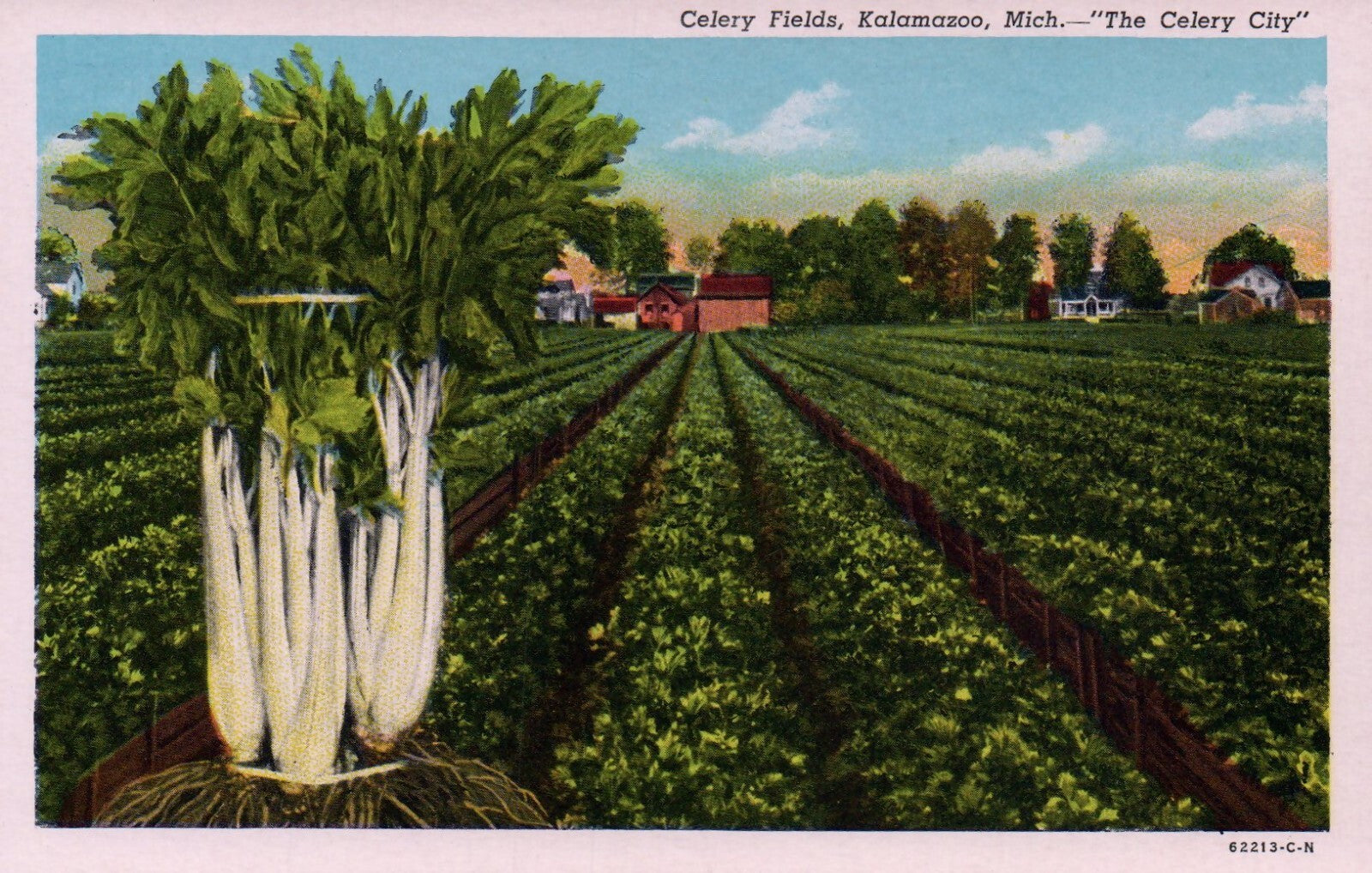 Celery Fields "The Celery City" in Kalamazoo MI Michigan Postcard