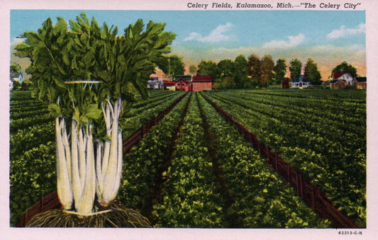 Celery Fields "The Celery City" in Kalamazoo MI Michigan Postcard