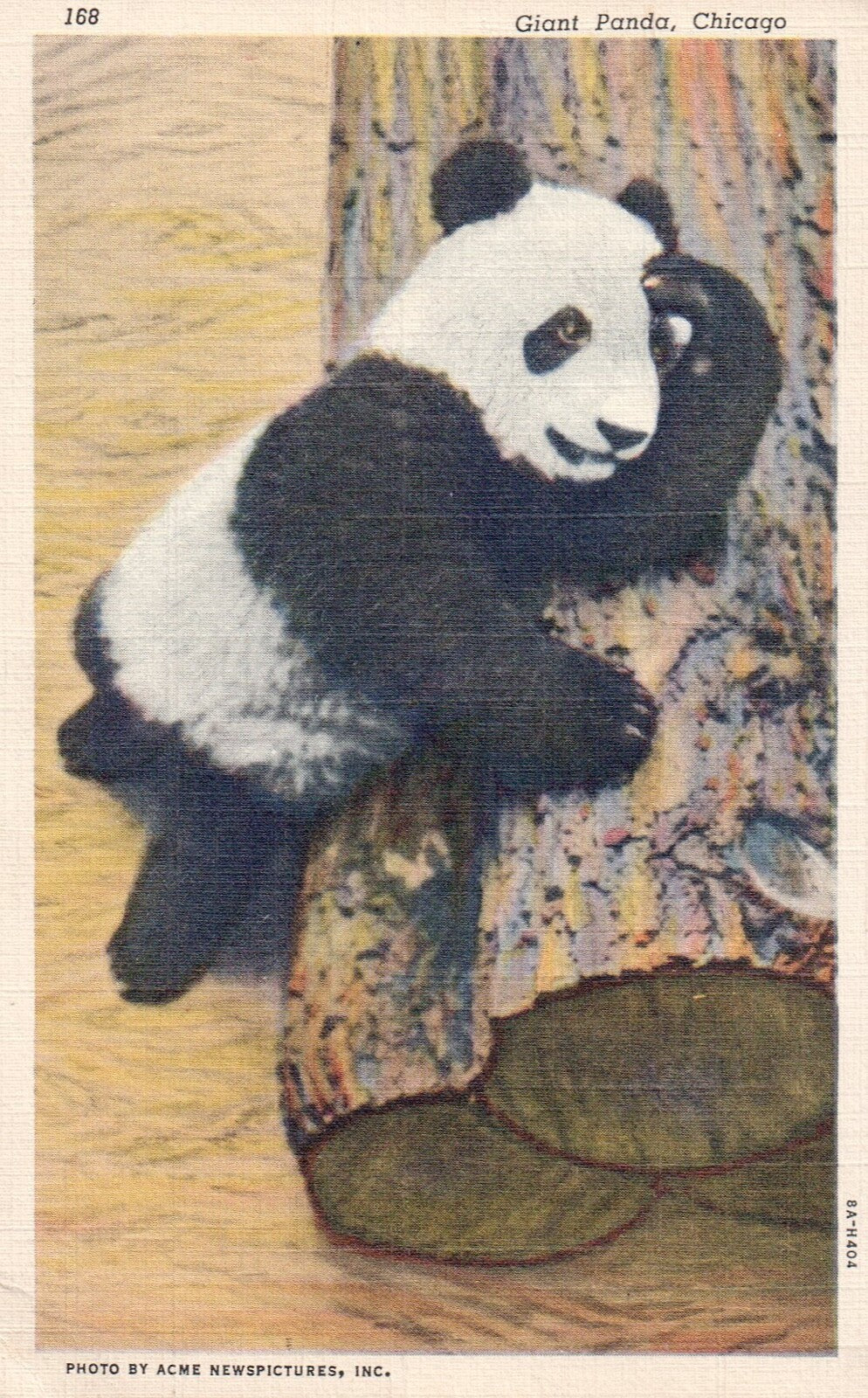 Giant Panda on Log in Chicago Brookfield Zoo Vintage Panda Bear Animal Postcard