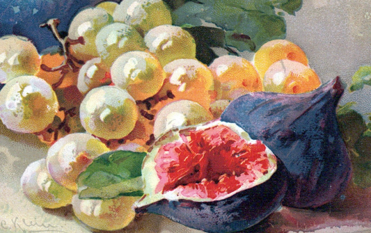 Vintage Caroline Klein Artist Signed Fruit White Grapes Grapefruit Post Card