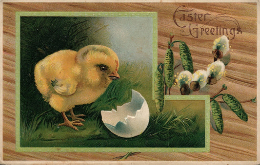 Sampson Bros Chick Hatching Pussywillow Easter Chick Postcard 2321