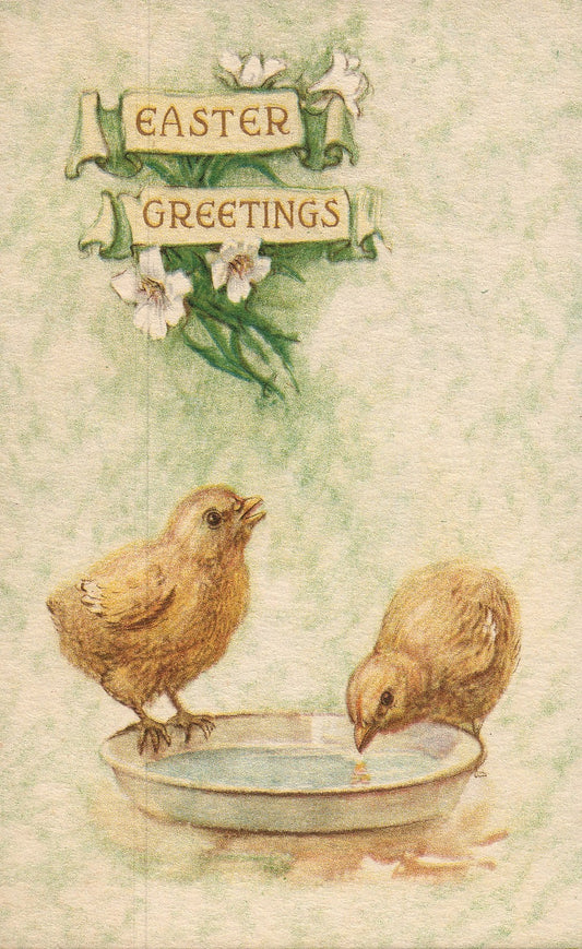 Easter Chicks Drinking From Pan Postcard