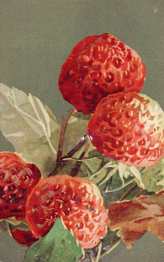 Artist  Catherine Klein Luscious Fruit