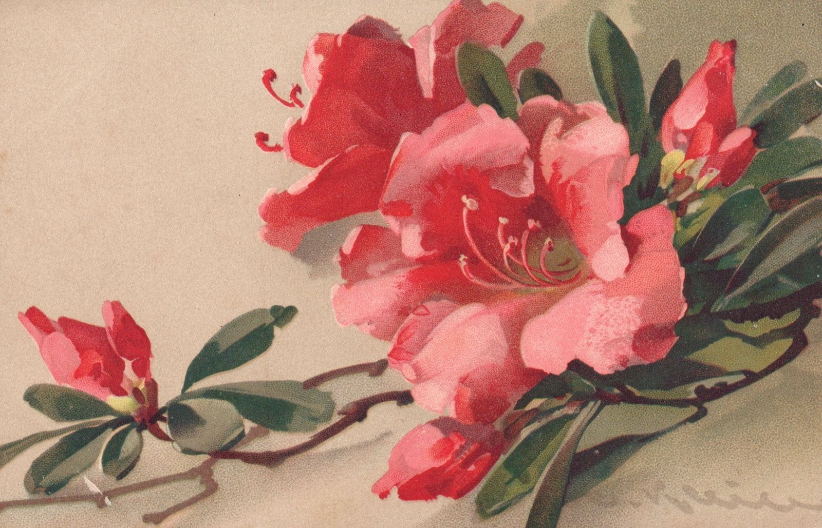 Artist  Signed Catherine Klein Floral