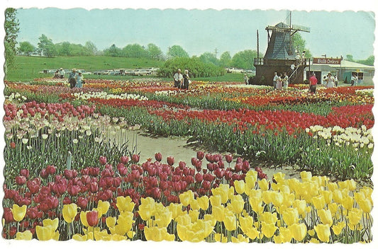 1969 Holland Mich MI Tulip Time Windmill Michigan Postcard