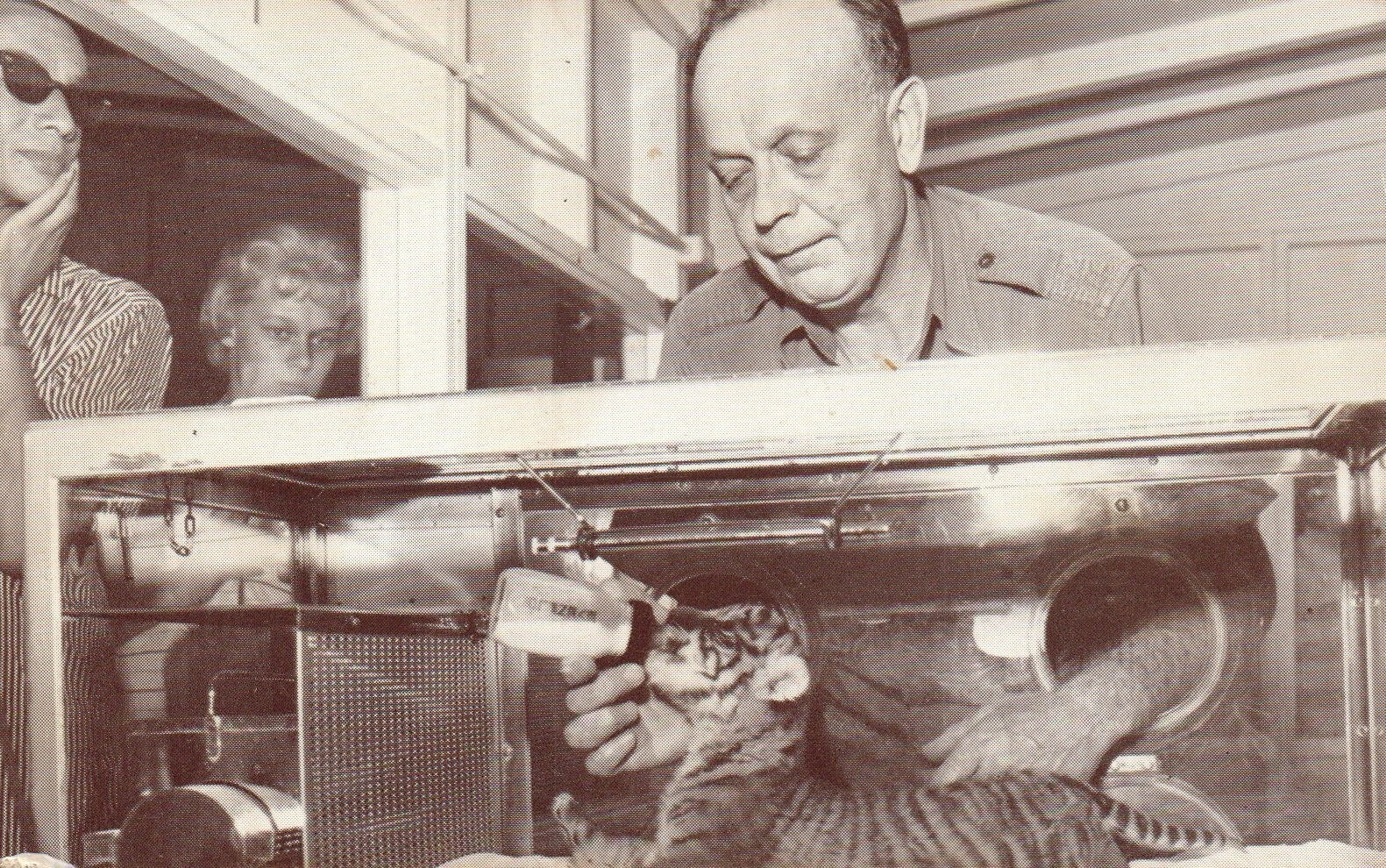 Man Feeding Baby Tiger in Lincoln Park Zoo Chicago Animal Postcard