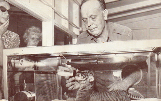 Man Feeding Baby Tiger in Lincoln Park Zoo Chicago Animal Postcard