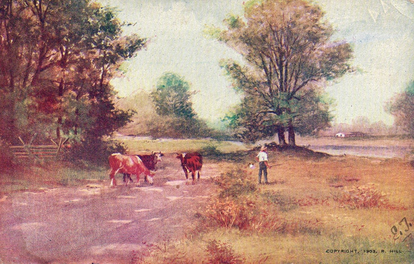 Three Cows in Path Grazing with Man Vintage Cow Animals Postcard