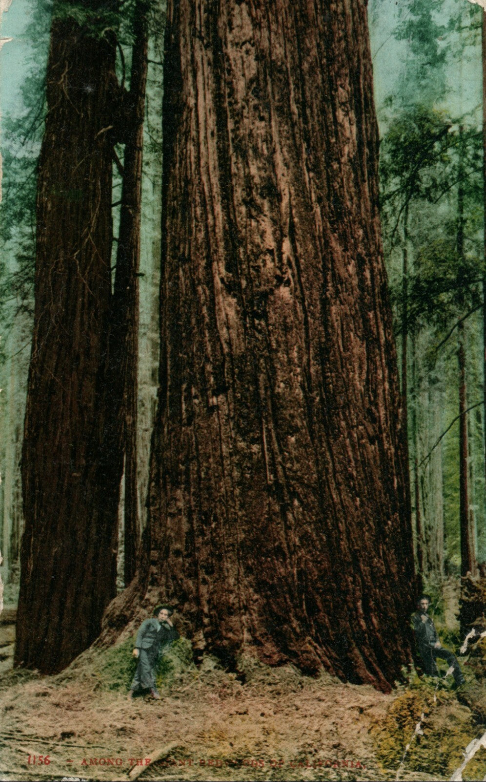 Sequoiria Canyon Railroad Train Mt Tamalpais Sequoia Tree CA California Postcard