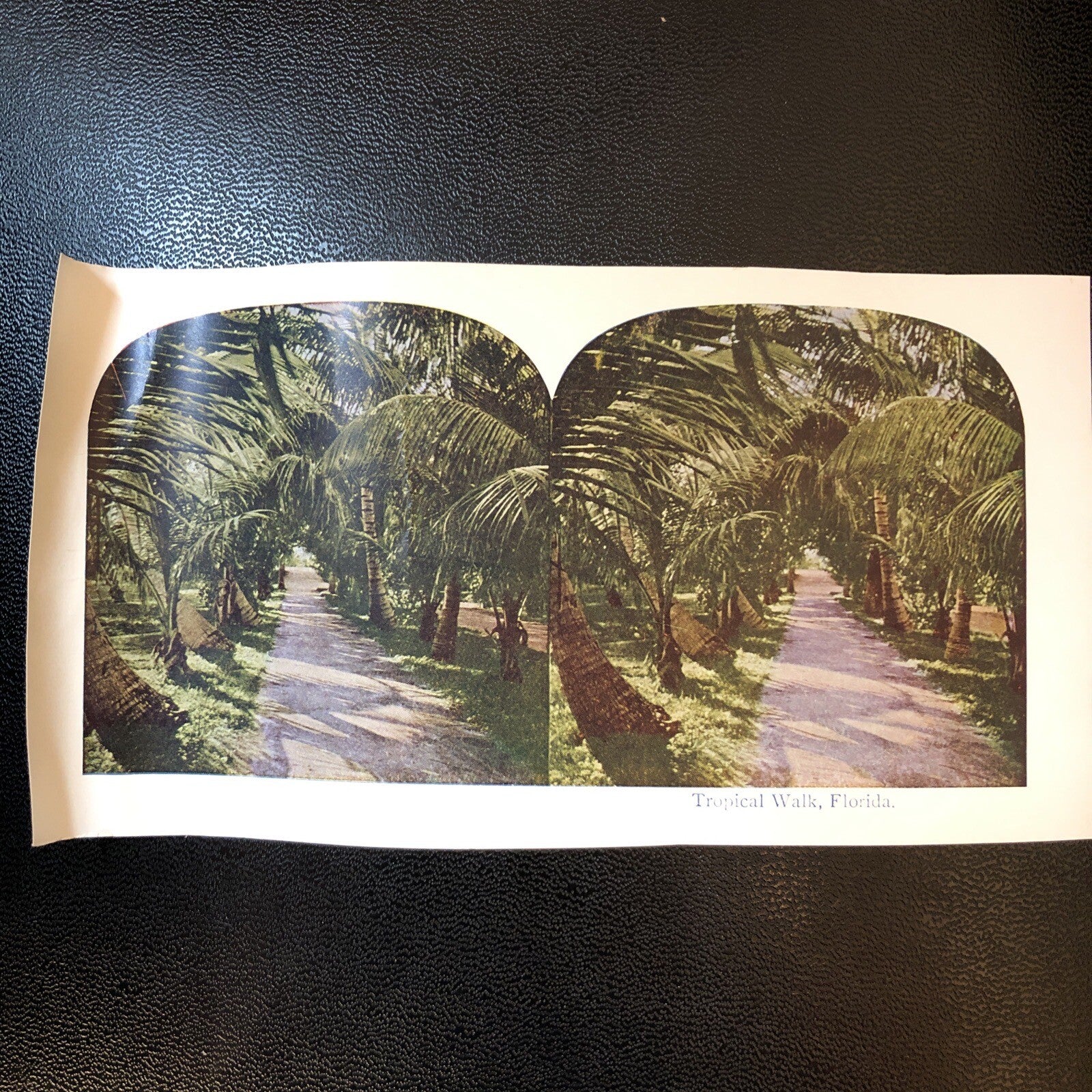 RARE Stereoview Paper Cards Tropical Walk Florida Palm Trees