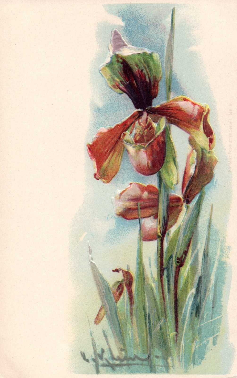 Early Pre 1907 Artist Signed Catherine Klein Embossed Iris Flowers postcard