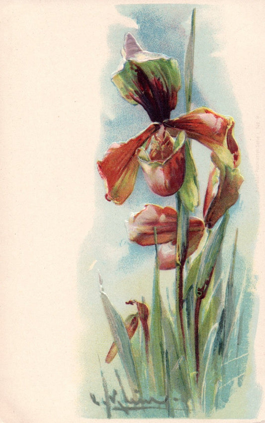Early Pre 1907 Artist Signed Catherine Klein Embossed Iris Flowers postcard