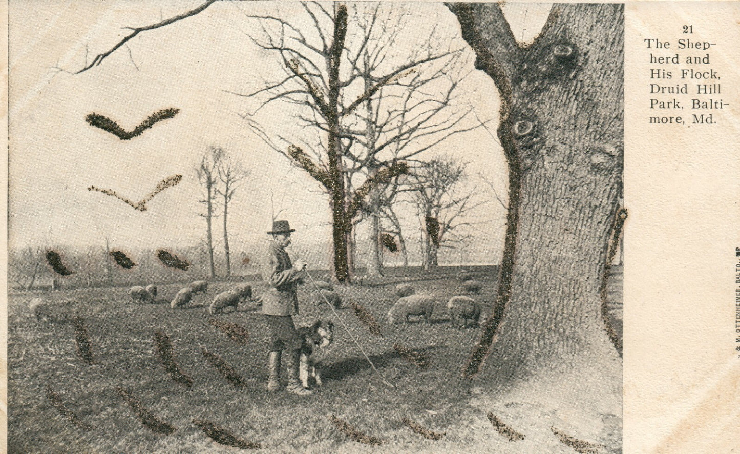 21 Shepard Flock Druid Hill Park Baltimore MD Maryland Postcard Dog Sheep
