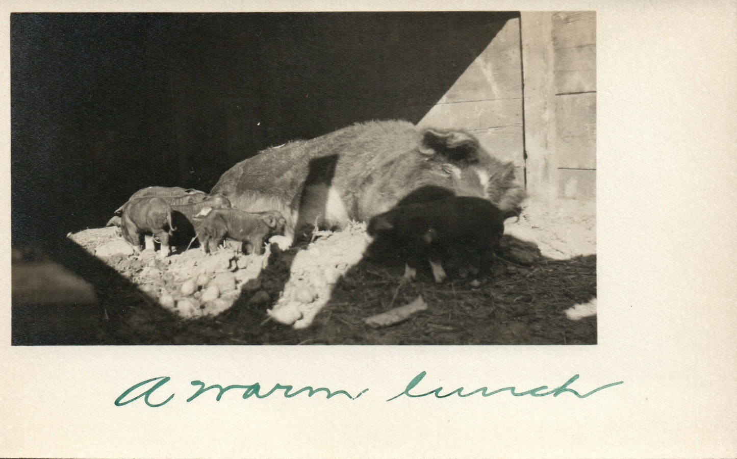 Real Photo Mother Pig and her piglets "A Warm Lunch" Michigan MI Animal Postcard