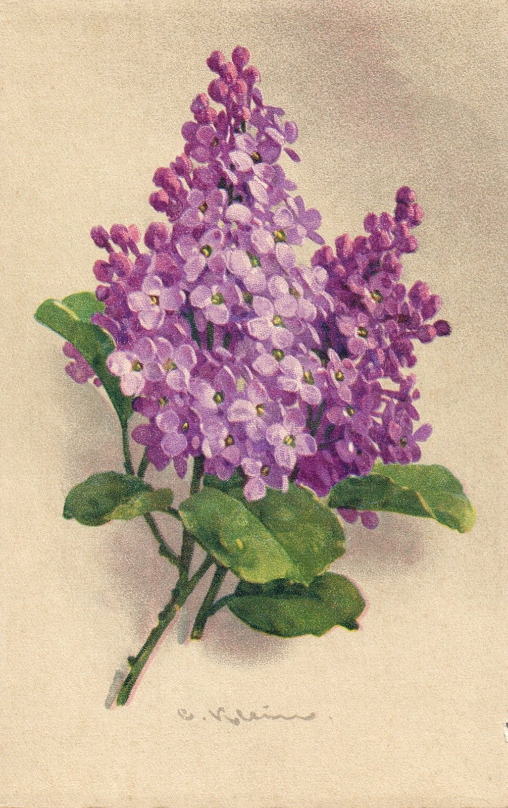 Artist  Signed Catherine Klein Lilac Scarce