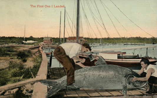 The First One I Landed Giant Fish On Dock Animal Postcard Fishing