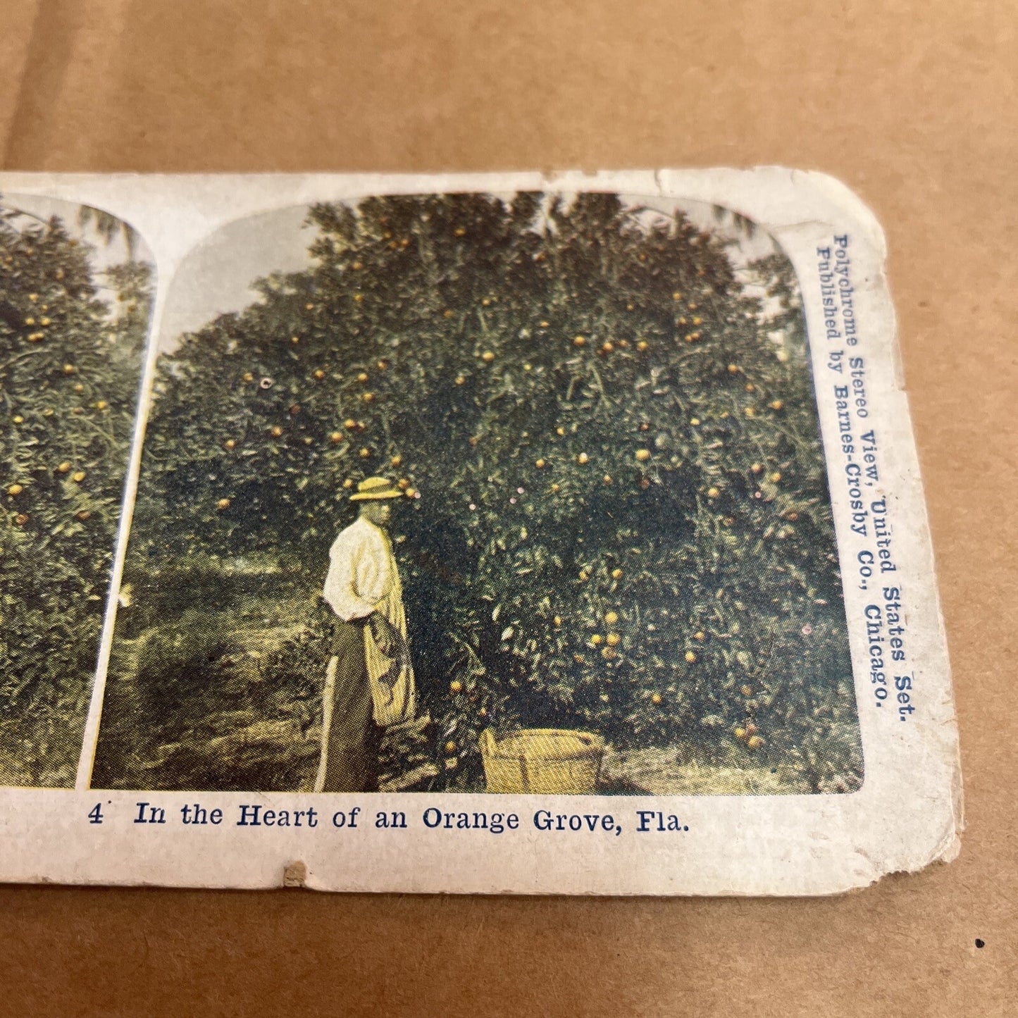 Heart Of Orange Grove, FL WORKER PICKING. POLYCHROME STEREOVIEW Color Card
