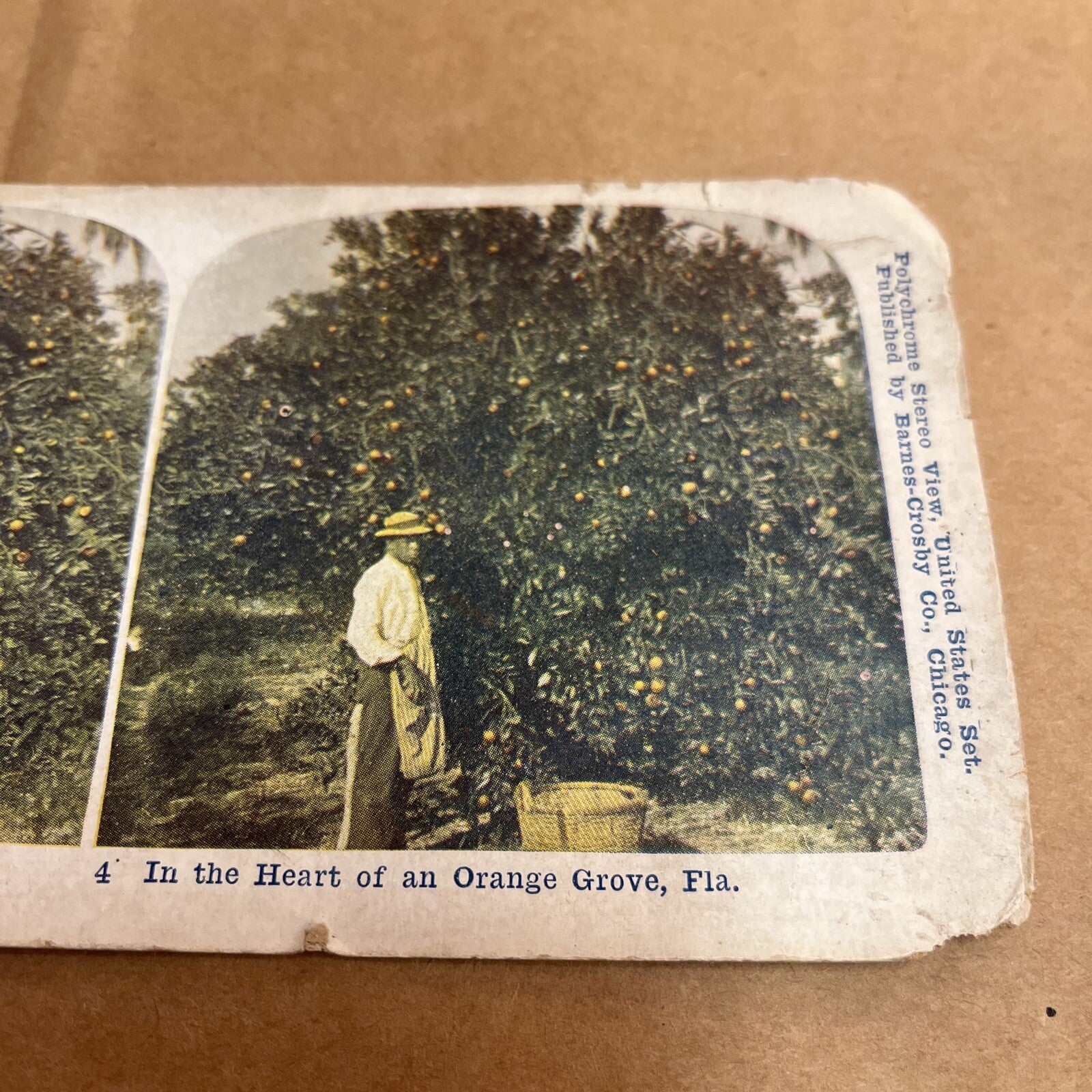 Heart Of Orange Grove, FL WORKER PICKING. POLYCHROME STEREOVIEW Color Card