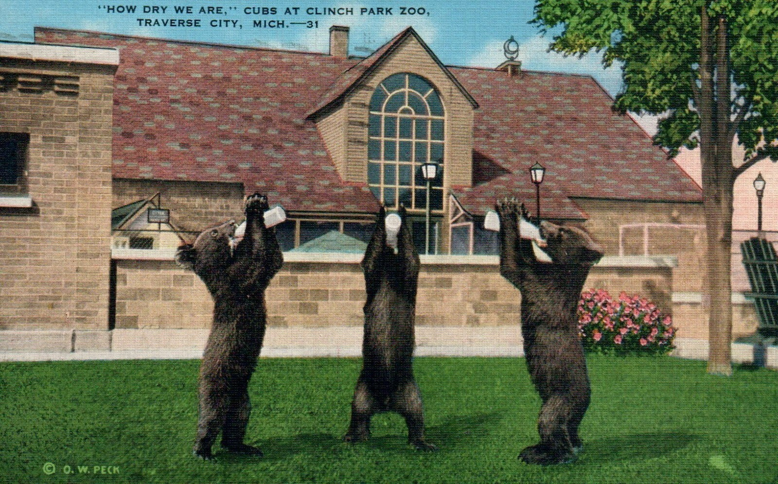"How Dry We Are" Bear Cubs at Clinch Park Zoo Traverse City MI Michigan 1931