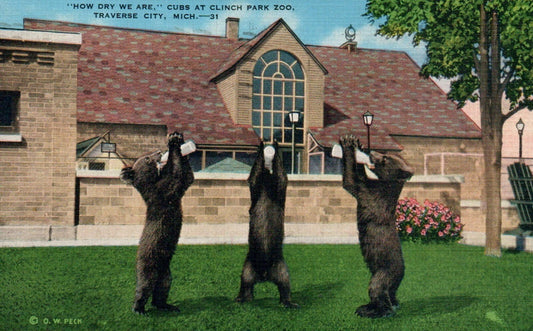 "How Dry We Are" Bear Cubs at Clinch Park Zoo Traverse City MI Michigan 1931