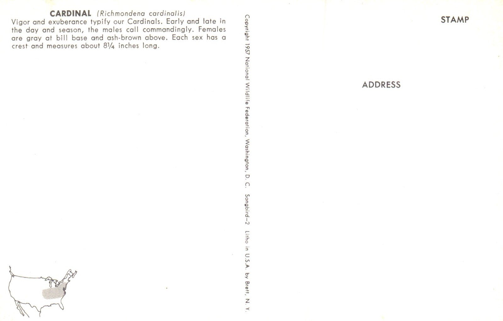 Red Cardinal On Branch Artist Signed Bird Postcard Peterson