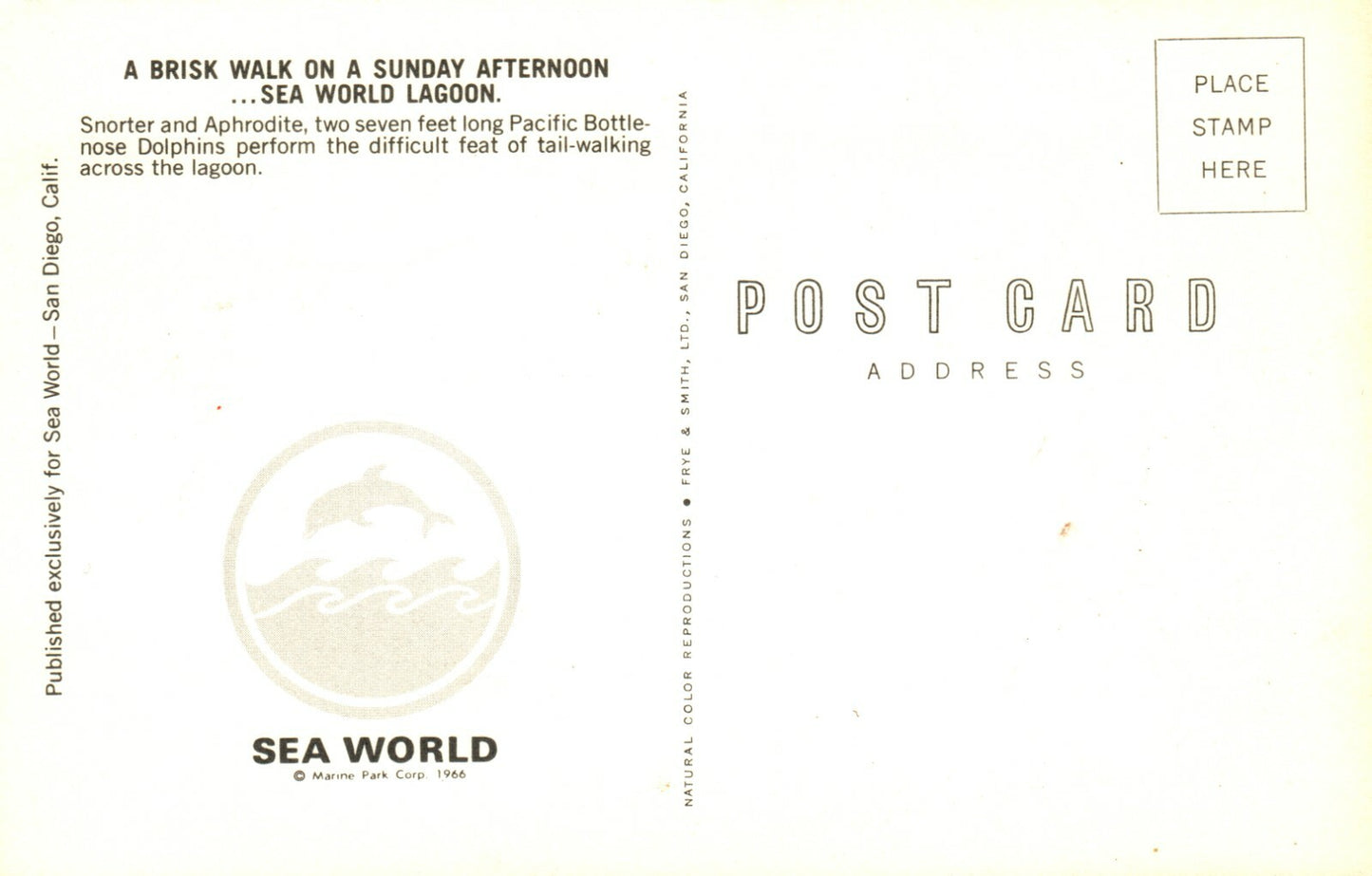 Brisk Walk tail walking Bottlenose Dolphin  Sea World Amusement Park  Postcard