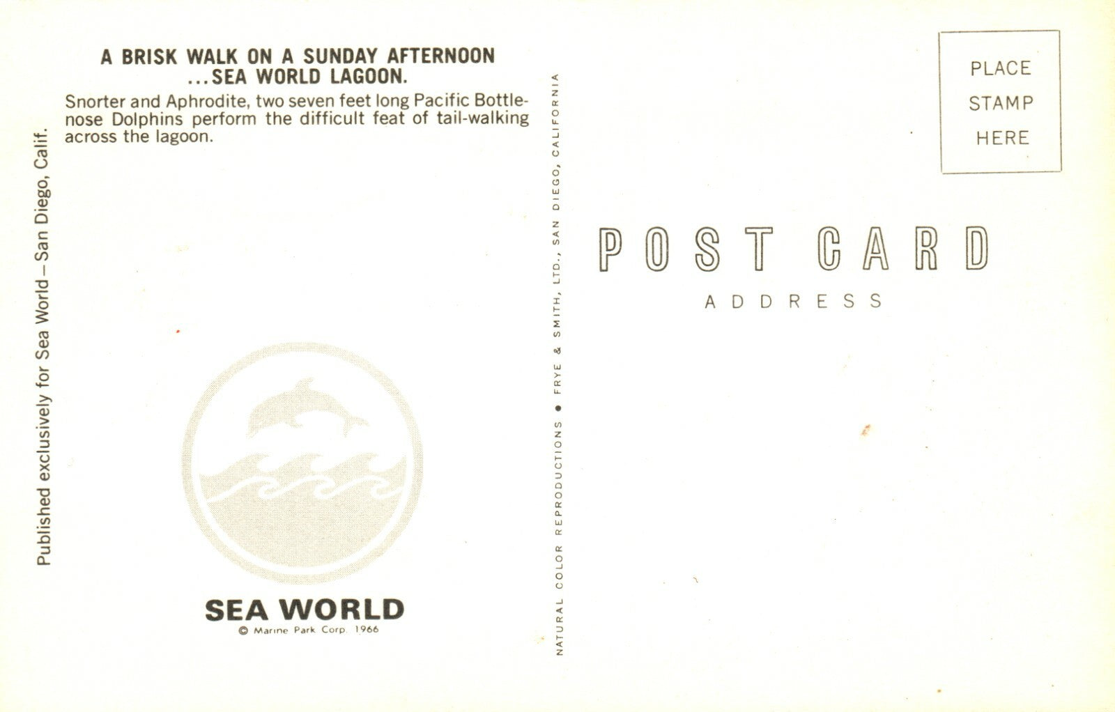 Brisk Walk tail walking Bottlenose Dolphin  Sea World Amusement Park  Postcard