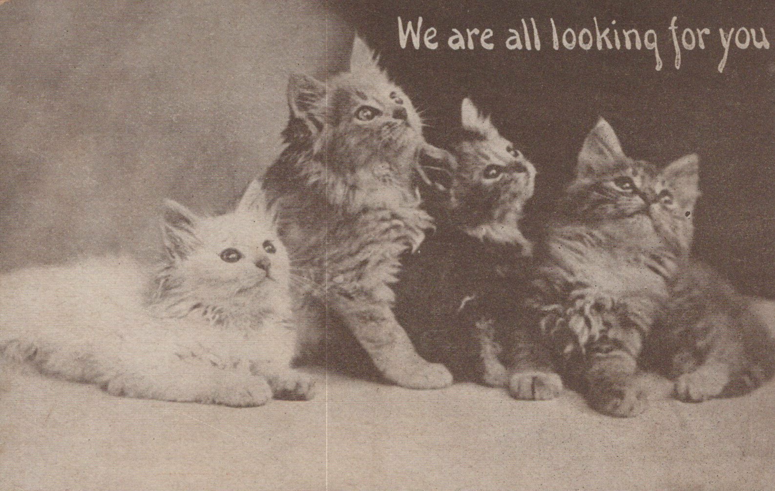 Four Kittens "We Are All Looking For You" Cat Animal Postcard