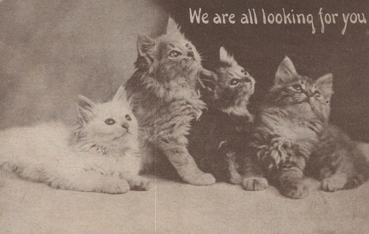 Four Kittens "We Are All Looking For You" Cat Animal Postcard