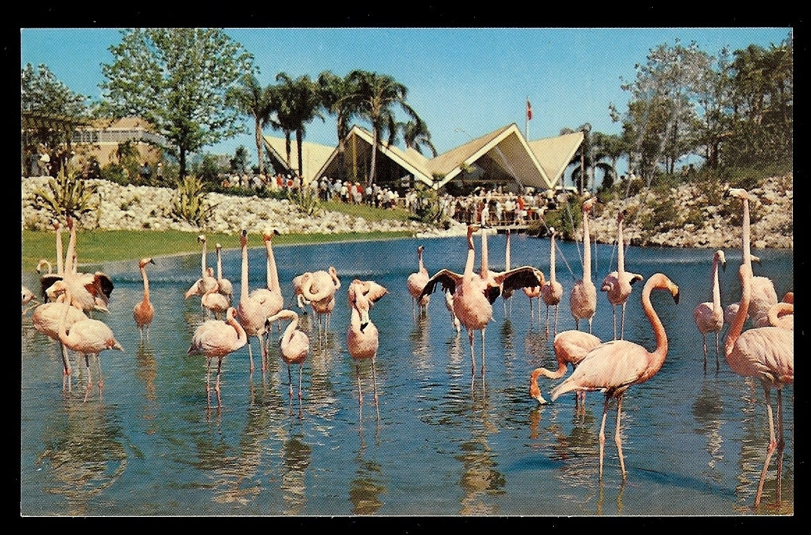 Flock of Colorful Flamingos Busch Gardens Tampa Florida Amusement Park Postcard