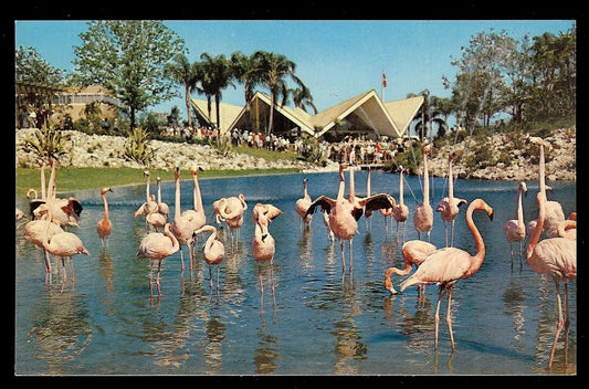 Flock of Colorful Flamingos Busch Gardens Tampa Florida Amusement Park Postcard