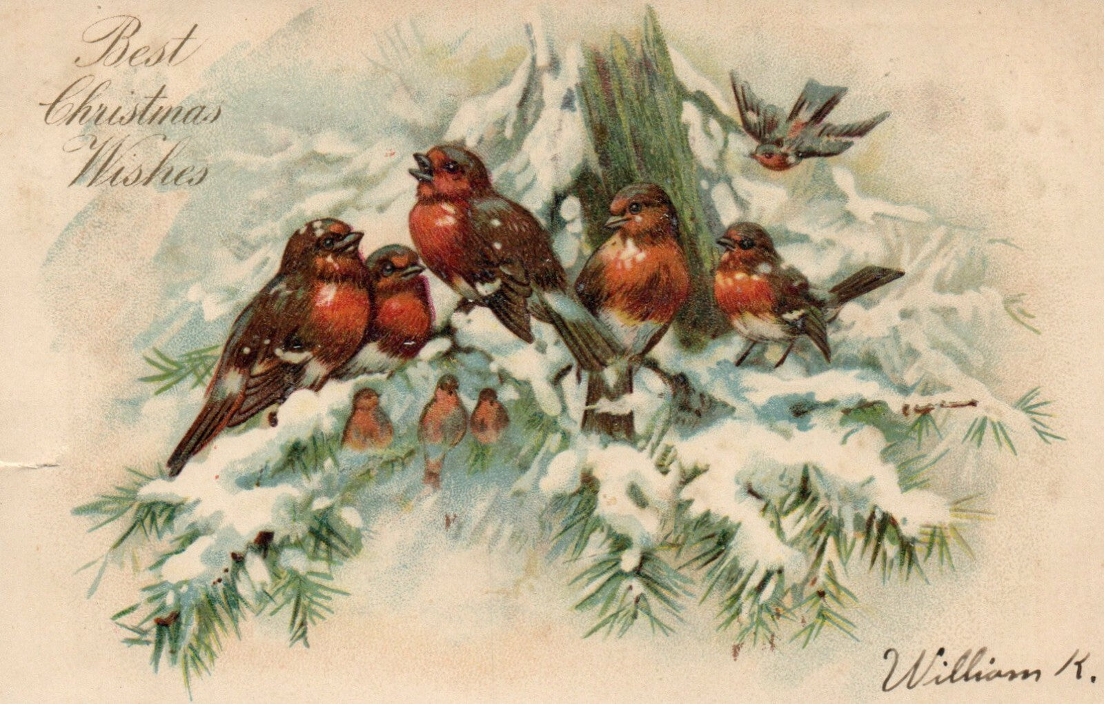  Early Nash 1908 Bird Birds on tree Christmas Postcard  