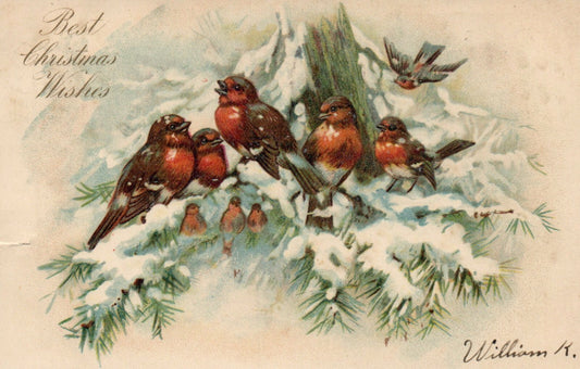  Early Nash 1908 Bird Birds on tree Christmas Postcard  