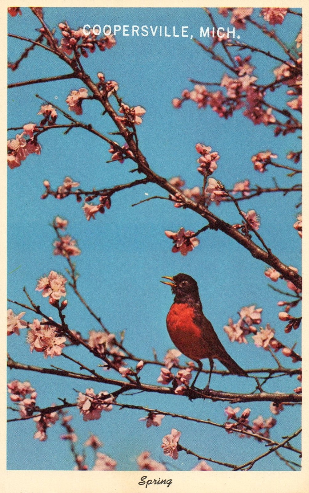 Robin in Tree Spring in Coopersville MI Michigan Postcard