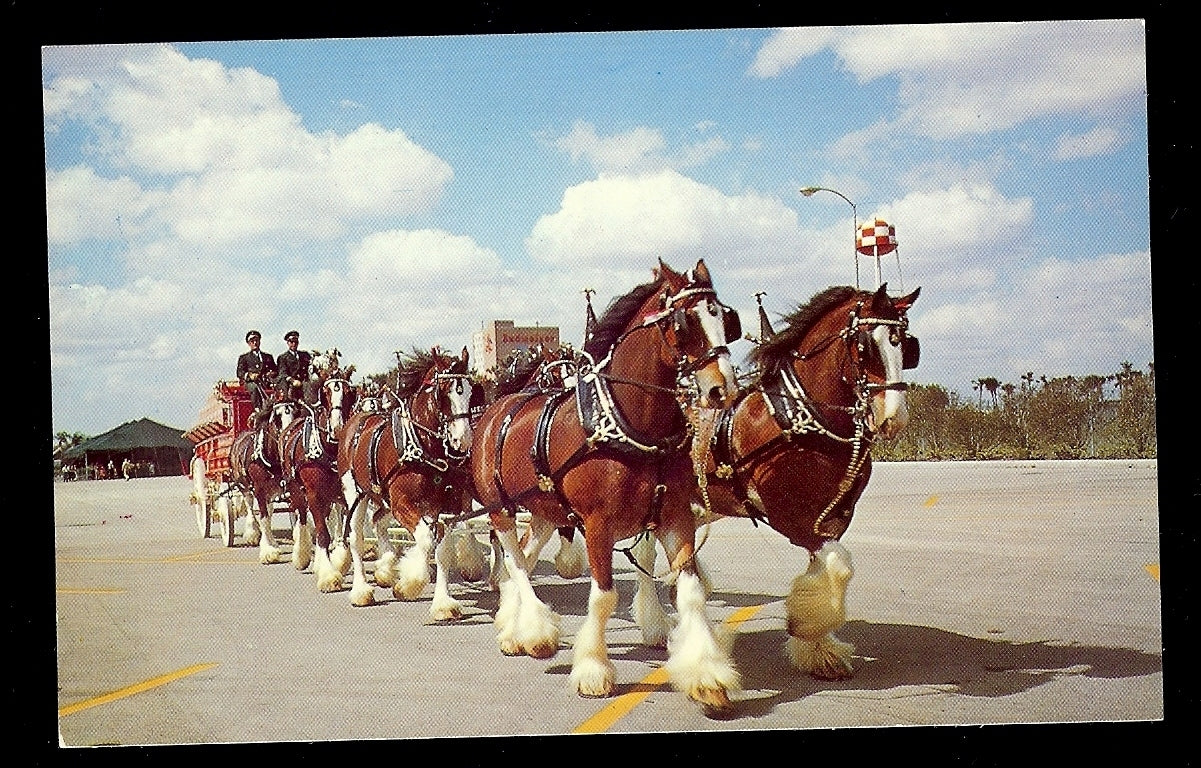 Budweiser Clydesdale 8-Horse Team Busch Gardens Tampa Florida FL Amusement Park