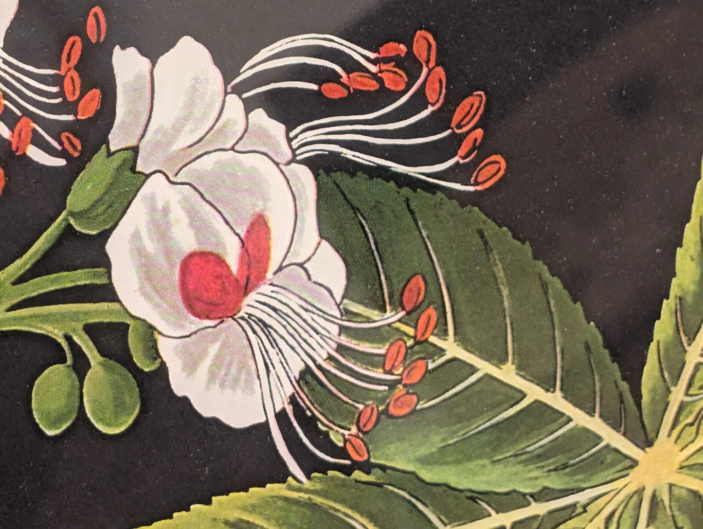 Jung Koch Quentell Botanical Print German School Antique Horse Chestnut 36"x48"