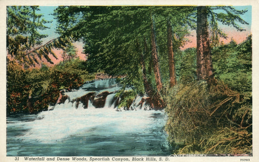 31 Waterfall Dense Woods Spearfish Canyon Black Hills SD South Dakota Postcard