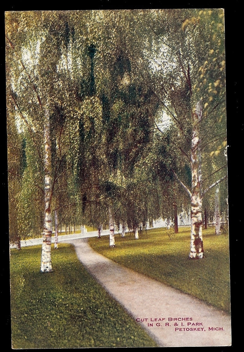 Trees and Cut Leaf Birches in GR & I Park Petoskey MI Michigan Postcard