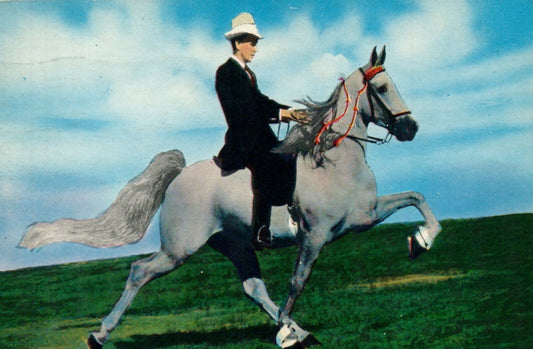 Beloved Belinda 1960 World Champion Mare  TN Tennessee Postcard