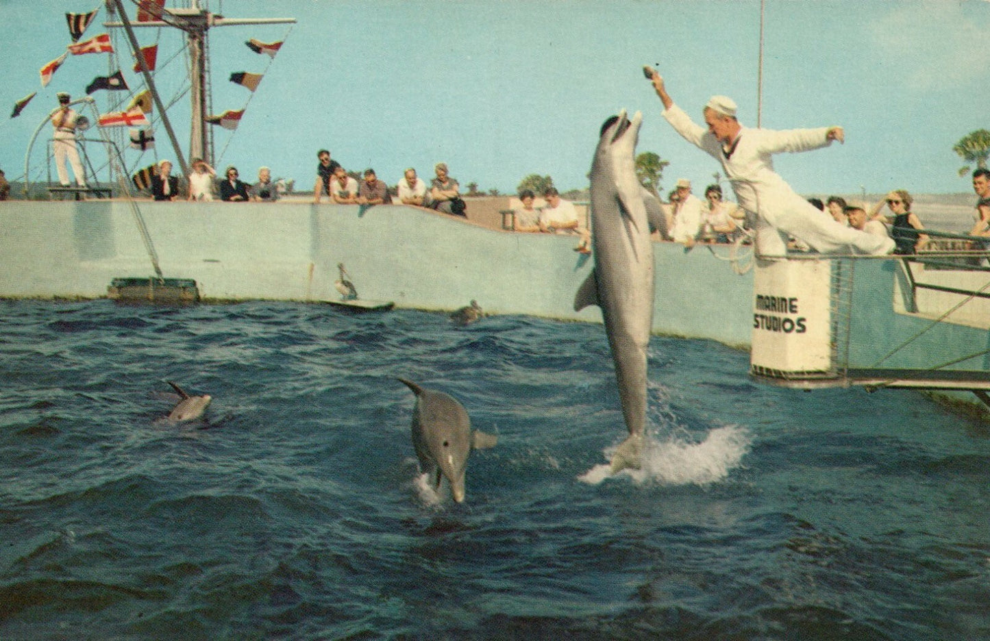 Playful Porpoises Leap For Food Marine Studios Amusement Park Postcard