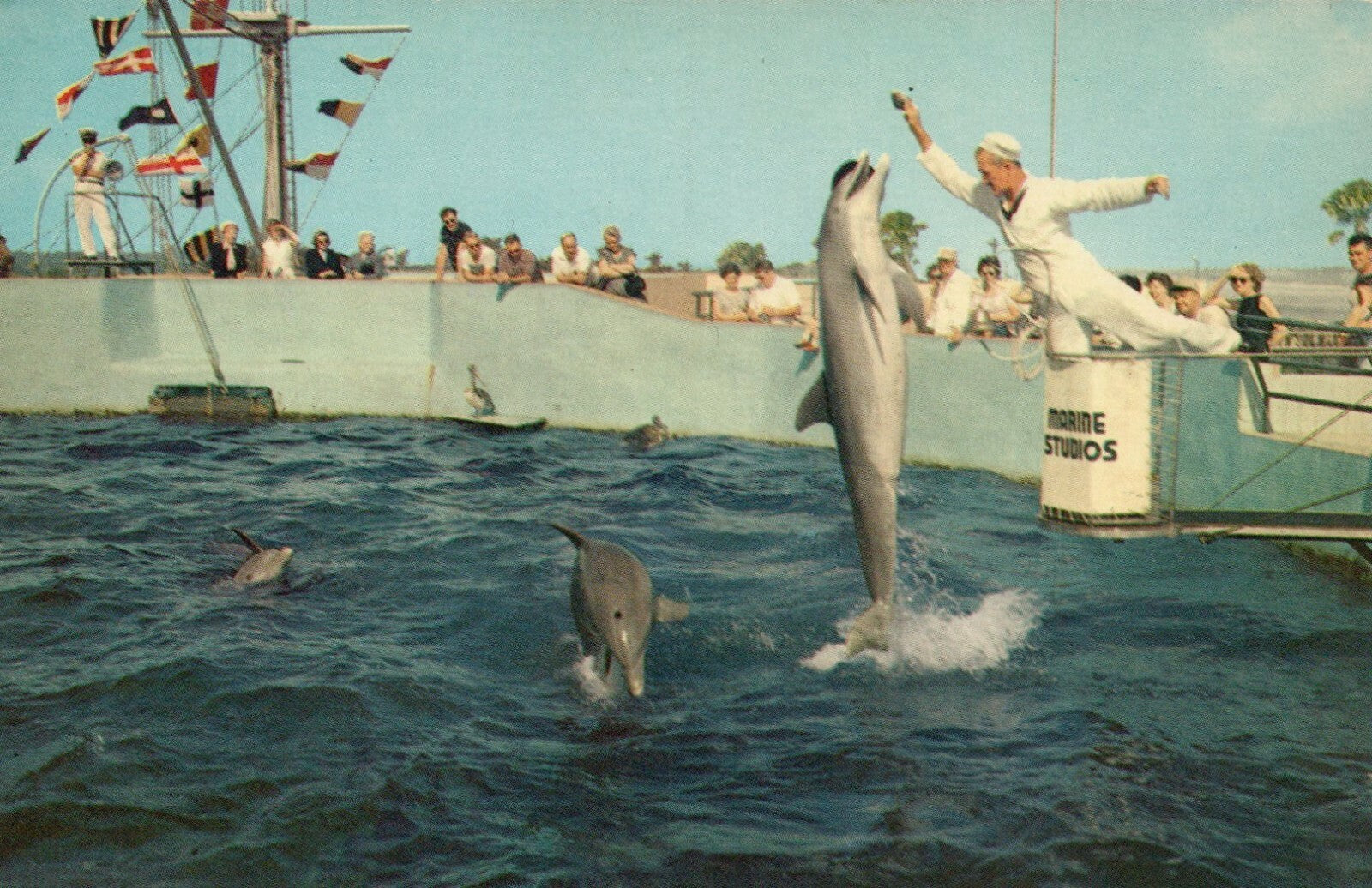 Playful Porpoises Leap For Food Marine Studios Amusement Park Postcard